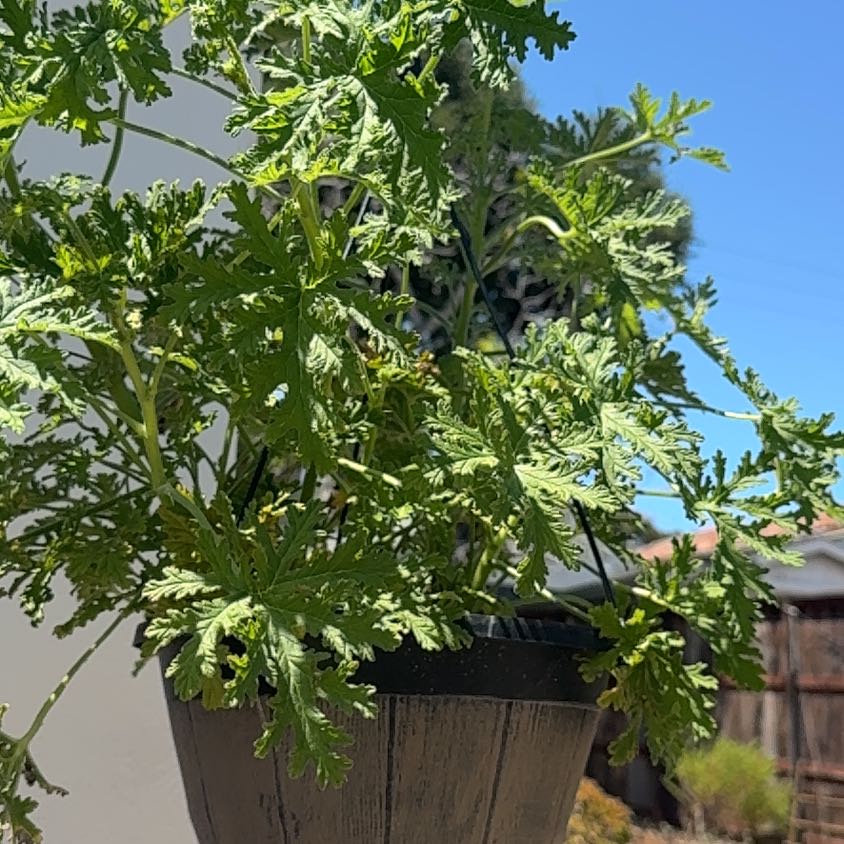 Photo of the plant species Citronella (anti-mosquito plant) by @JoysomeAlbo67 named Citronella on Greg, the plant care app