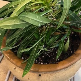 Photo of the plant species Oleander by @FitGasteria86 named Gaga on Greg, the plant care app