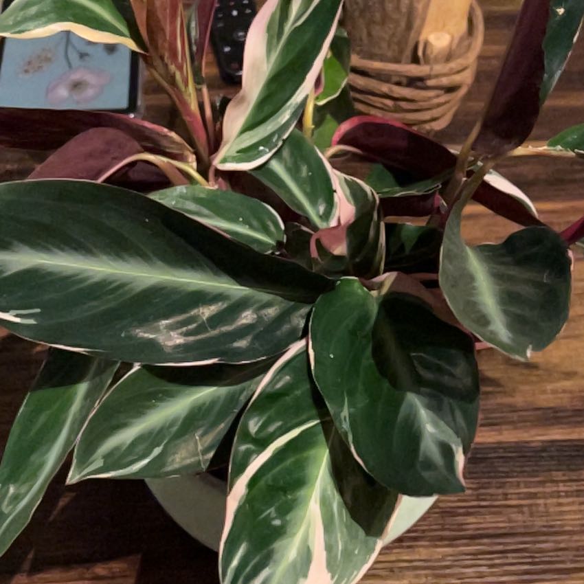 Photo of the plant species Stromanthe sanguinea 'Tricolor' by @OpulentBibi64 named Trico on Greg, the plant care app