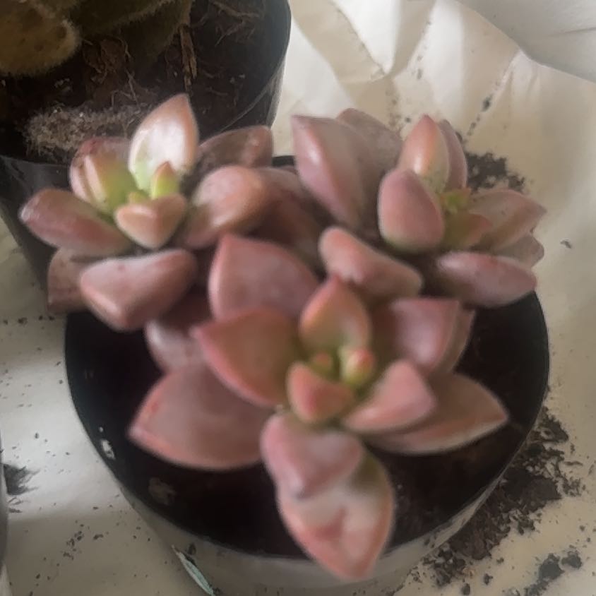 Photo of the plant species Graptosedum 'Vera Higgins' by @ElderPlanty5 named Scarlett on Greg, the plant care app