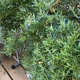 Photo of the plant species False Tarragon by @RulerIvygourd named Duke on Greg, the plant care app