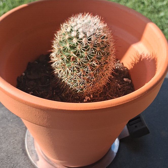 Photo of the plant species Mammillaria spinosissima f. rubrispina by @BabyTawapou98 named Sir PokesAlot on Greg, the plant care app