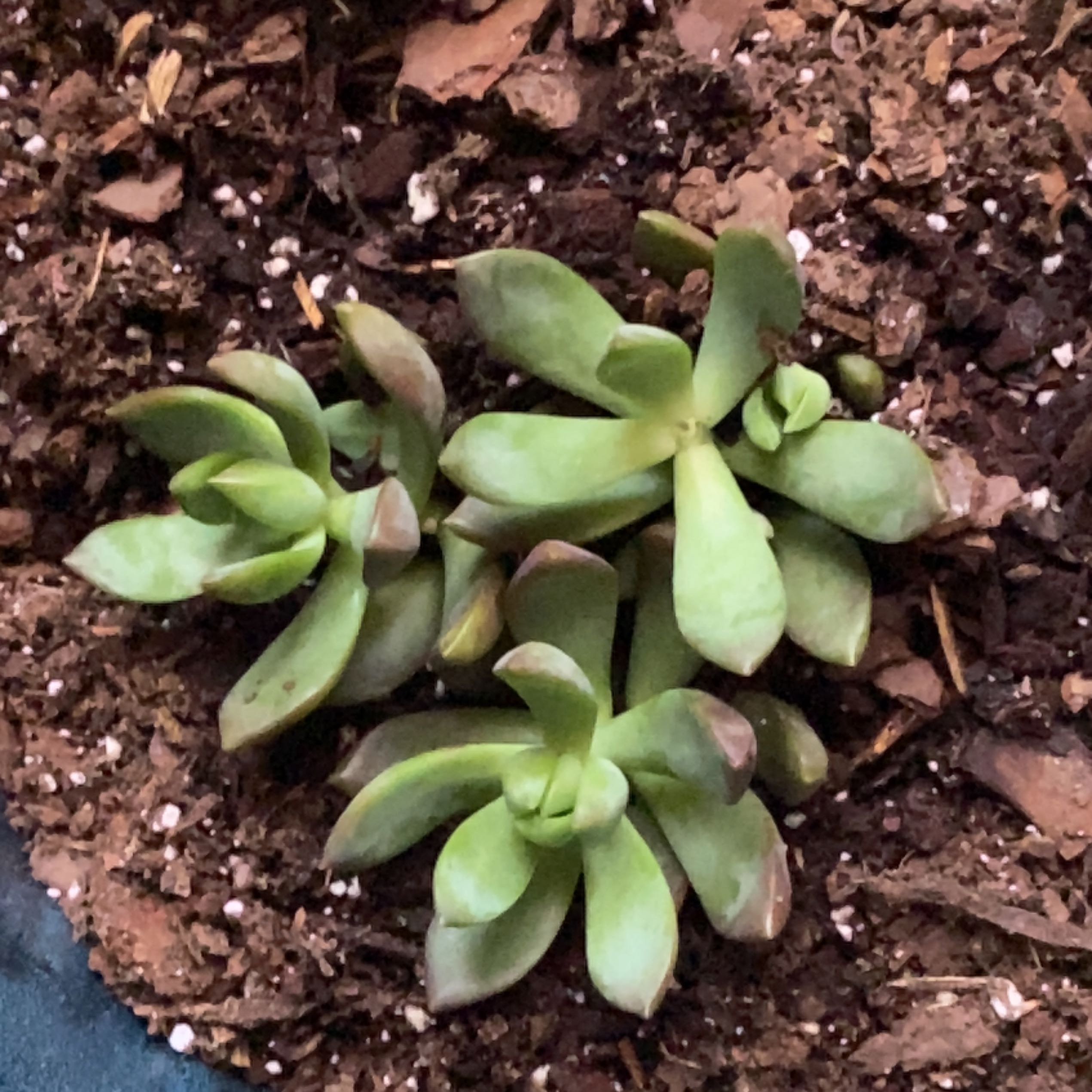 Photo of the plant species Graptosedum 'Copper Glow' by @KindBeans86 named Stella on Greg, the plant care app