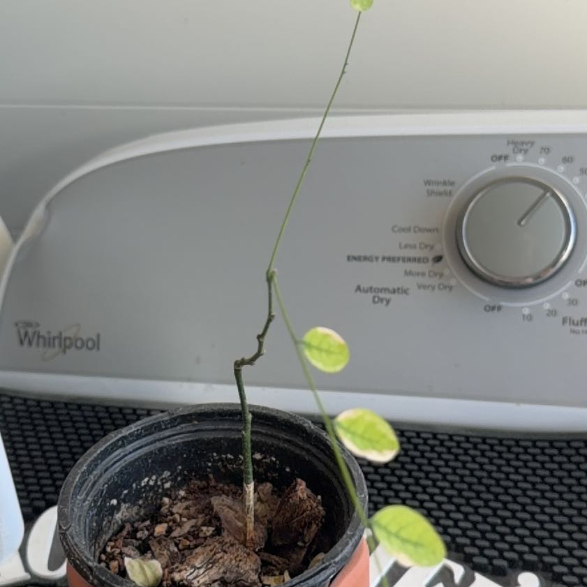 Photo of the plant species Black Locust by @KeenMayten76 named Lavender on Greg, the plant care app