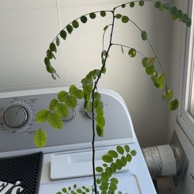 Photo of the plant species Black Locust by @KeenMayten76 named Robert Plant on Greg, the plant care app