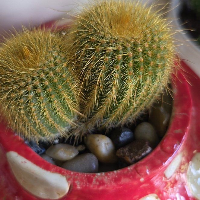 Photo of the plant species Notocactus leninghausii by @ValuableBigfoot named Marilyn on Greg, the plant care app