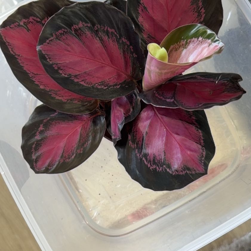 Photo of the plant species calathea rosy by @SpiffyBokchoi2 named Dottie on Greg, the plant care app