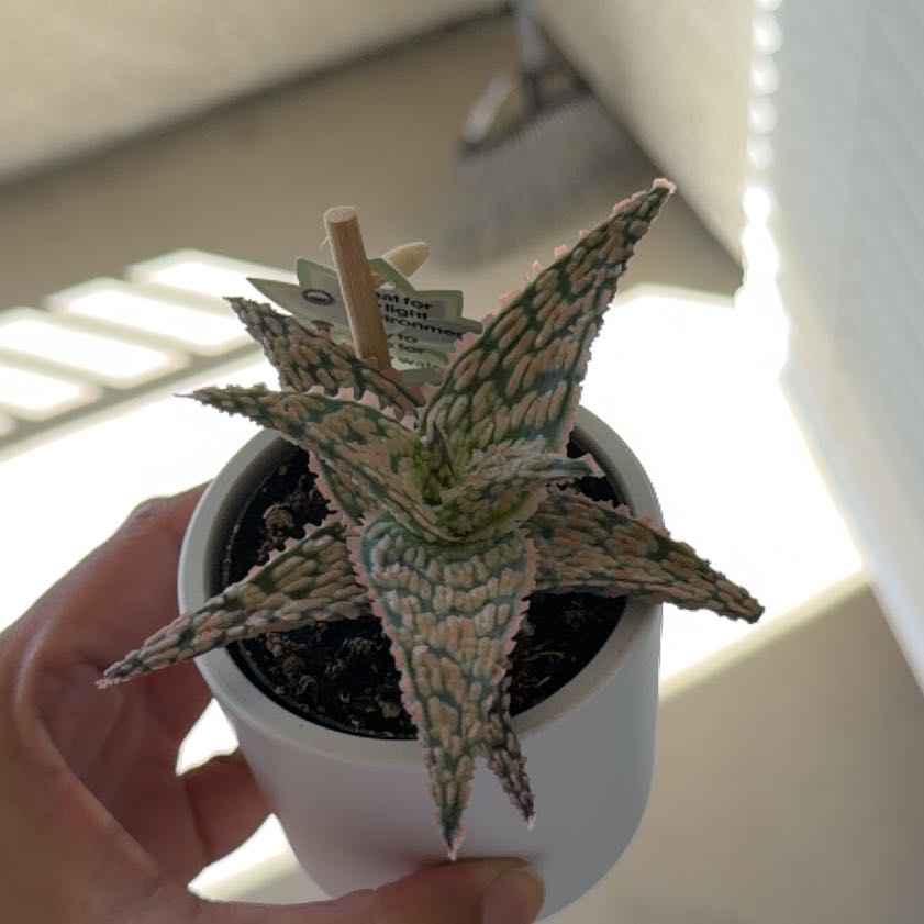 Photo of the plant species Aloe 'Firecracker' by @SpiffyBokchoi2 named Spikers on Greg, the plant care app