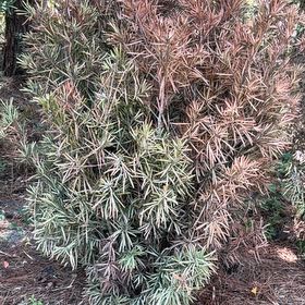 Photo of the plant species Podocarpus Plant by @AgileCactus26 named Beyonce on Greg, the plant care app