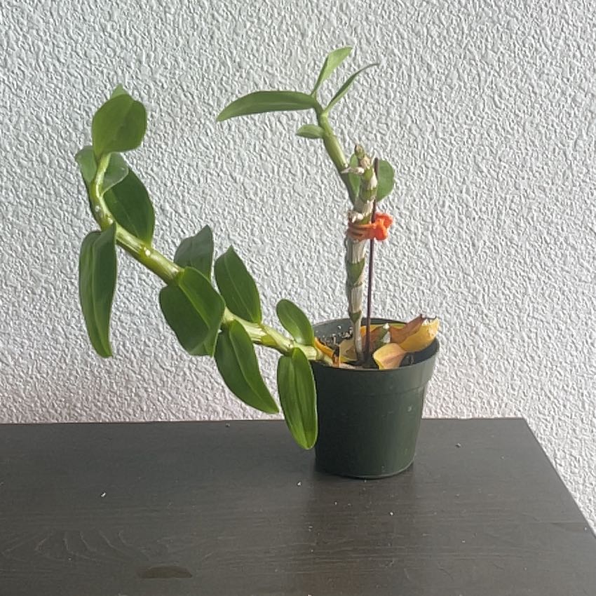 Photo of the plant species Fire Star Orchid by @FitWingfern57 named Rosa on Greg, the plant care app