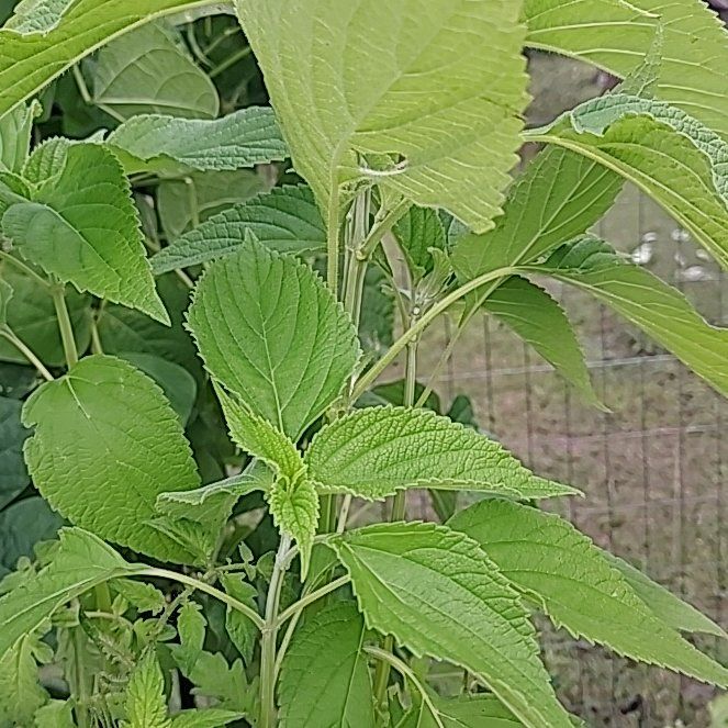 Photo of the plant species Chia by @CaringSoursop62 named Shakira on Greg, the plant care app