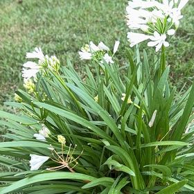 Photo of the plant species Blue Lily by @GutsyPomelo60 named Anne on Greg, the plant care app