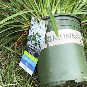 Photo of the plant species Poisonbulb by @GutsyPomelo60 named Orlando Bloom on Greg, the plant care app