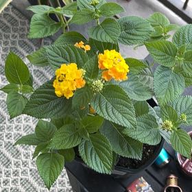 Photo of the plant species Lantana by @WinsomeMakura2 named Planty on Greg, the plant care app