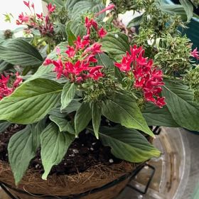 Photo of the plant species Egyptian Starcluster by @WinsomeMakura2 named Spike Leaves on Greg, the plant care app