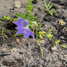 Photo of the plant species Balloon-Flower by @FieryUrnplant53 named Marilyn on Greg, the plant care app