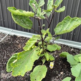 Photo of the plant species Eggplant by @FieryUrnplant53 named Emerson on Greg, the plant care app