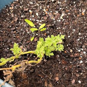 Photo of the plant species Watermelon by @FieryUrnplant53 named Mollie on Greg, the plant care app