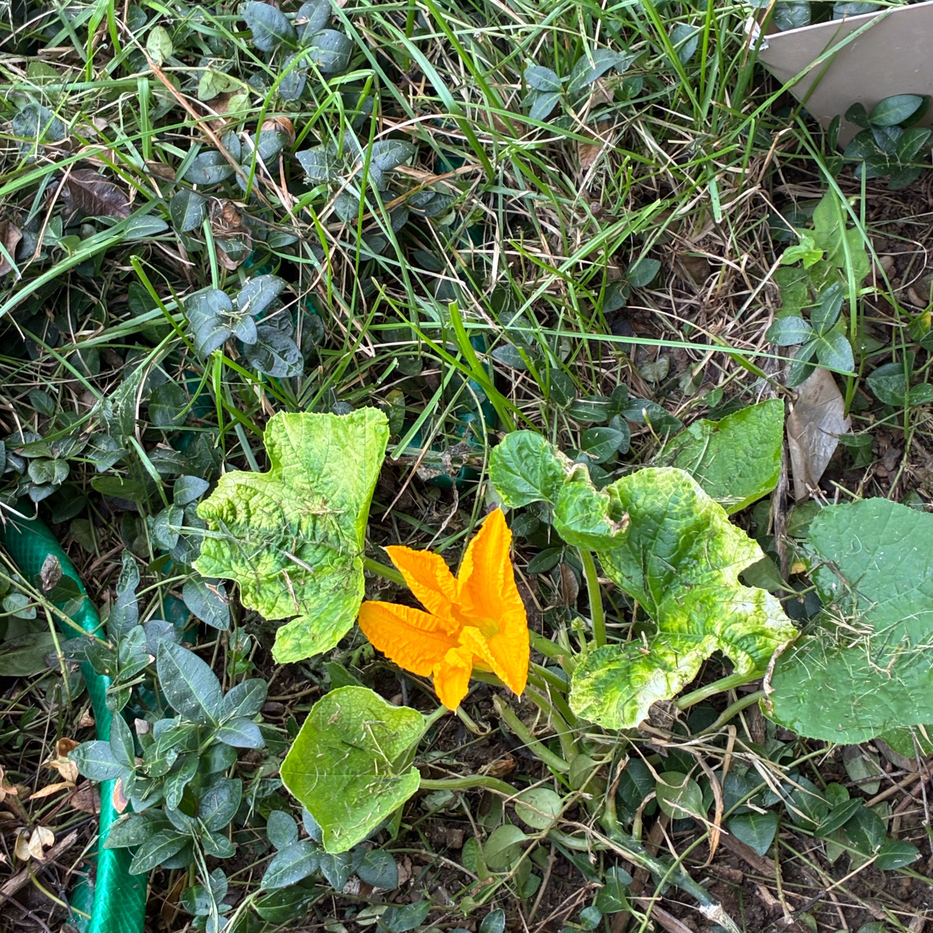 Photo of the plant species Summer Squash by @HotFlyagaric3 named Pumpkin? on Greg, the plant care app
