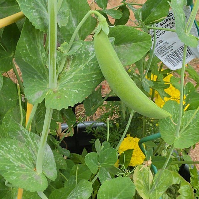 Photo of the plant species Peas by @SpiffyBlueelf84 named Khaleesi on Greg, the plant care app