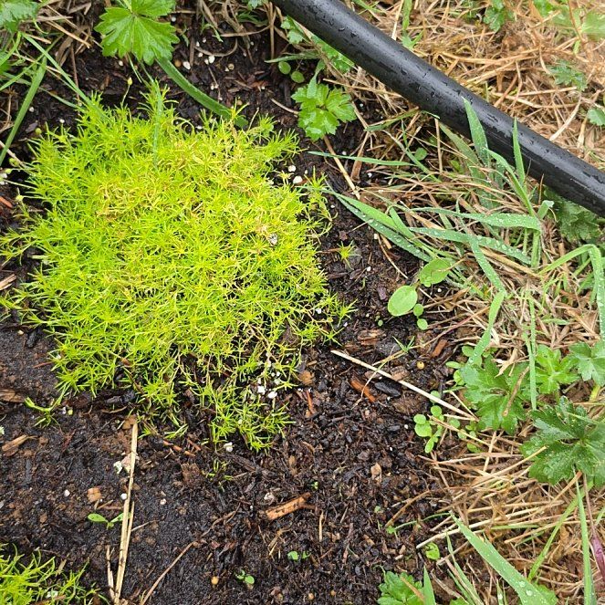 Photo of the plant species Sagina Subulata by @SpiffyBlueelf84 named Mollie on Greg, the plant care app