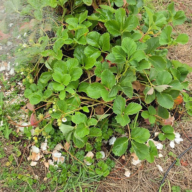 Photo of the plant species Garden Strawberry by @SpiffyBlueelf84 named Oscar on Greg, the plant care app