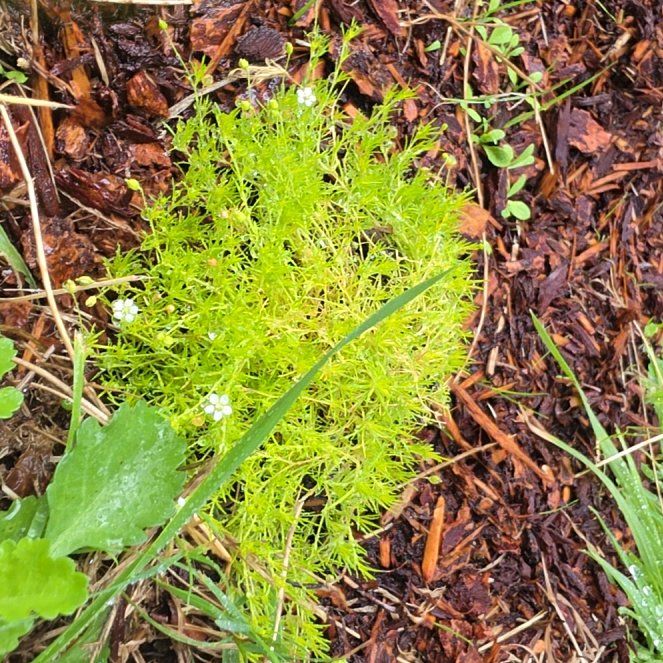 Photo of the plant species Sagina Subulata by @SpiffyBlueelf84 named Huckleberry Fern on Greg, the plant care app