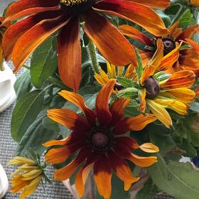 Photo of the plant species Blackeyed Susan by @RealRedcap22 named Gaga on Greg, the plant care app
