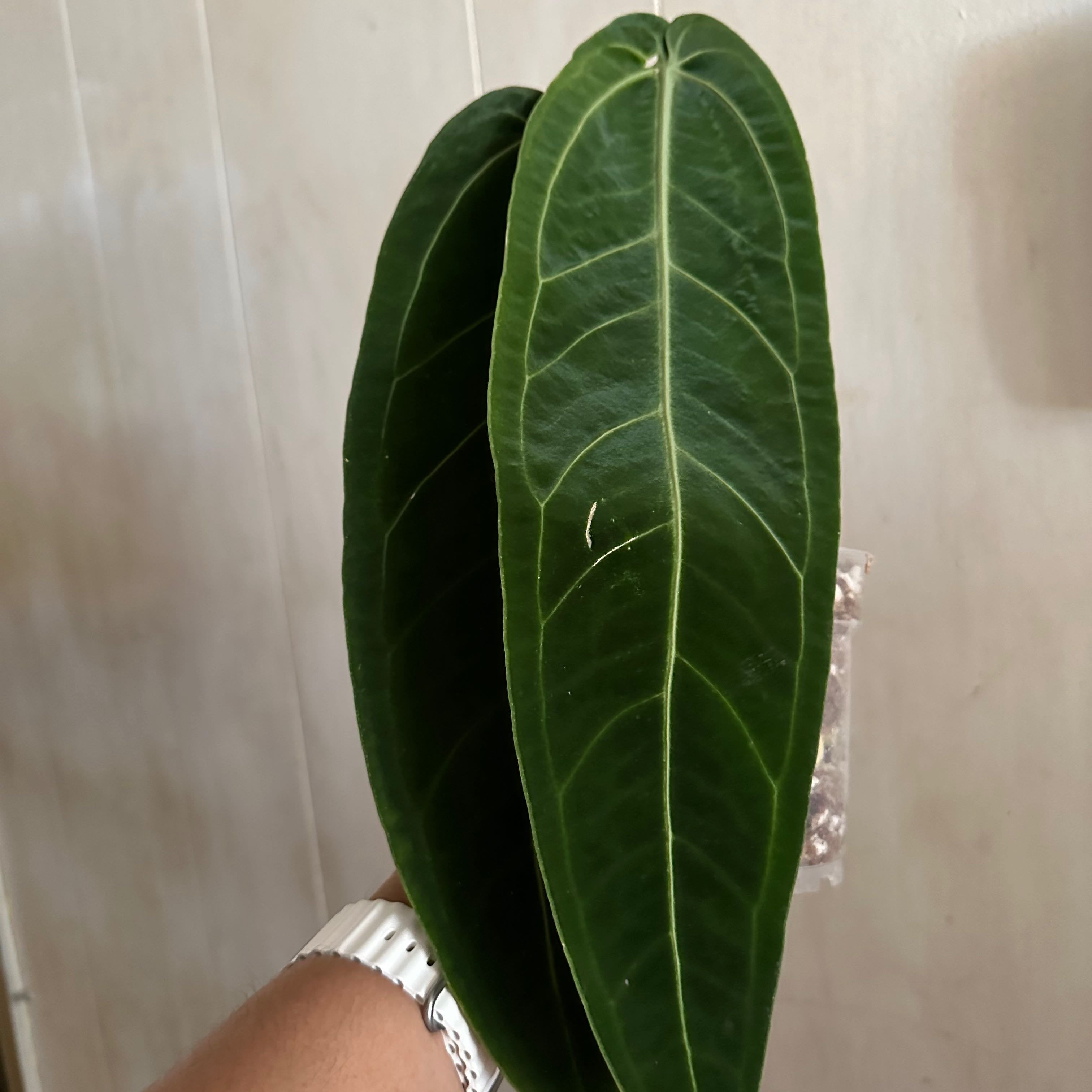 Two large, healthy leaves of Anthurium warocqueanum with prominent veins.