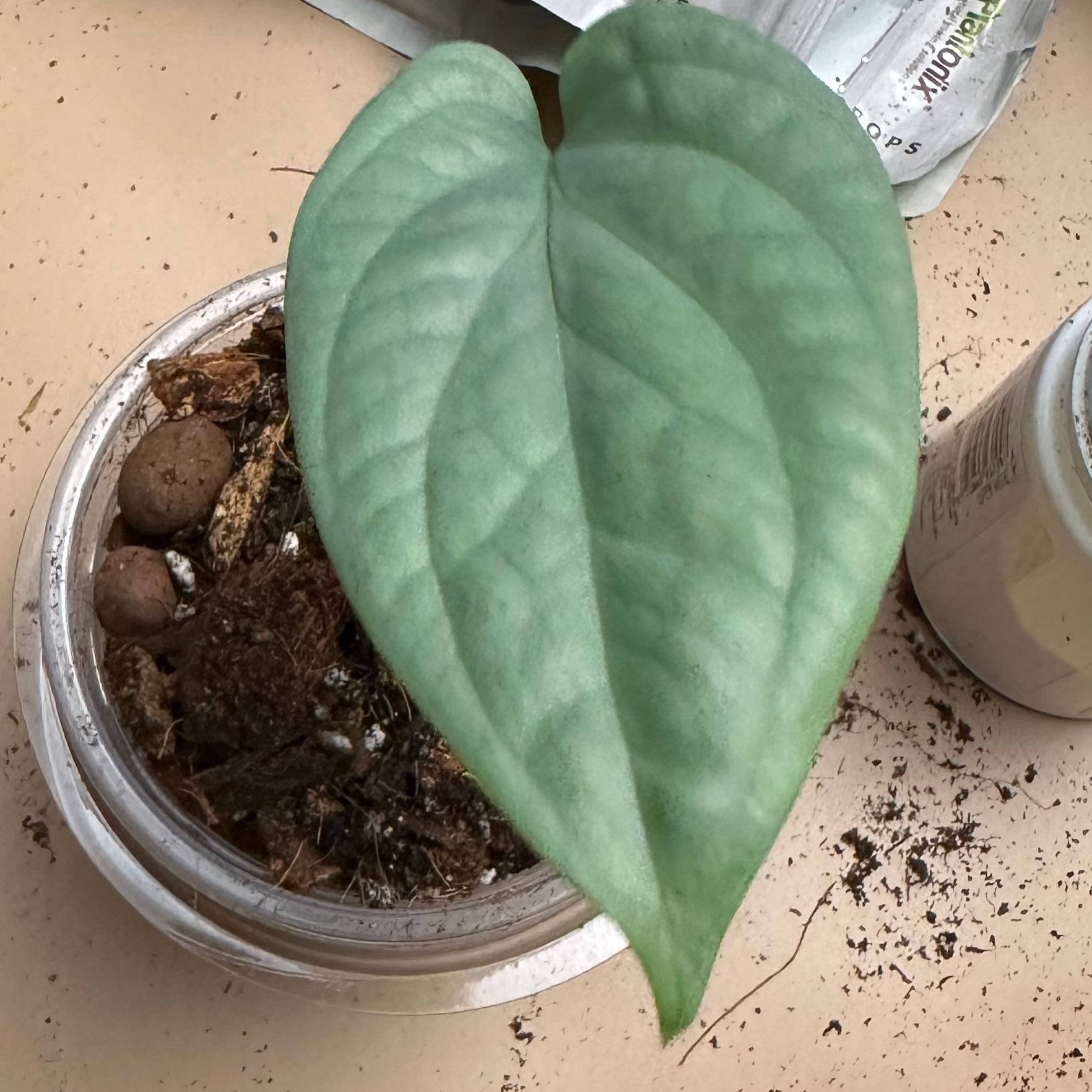 Single leaf of Amydrium 'Spider Man' in a small container with visible soil.