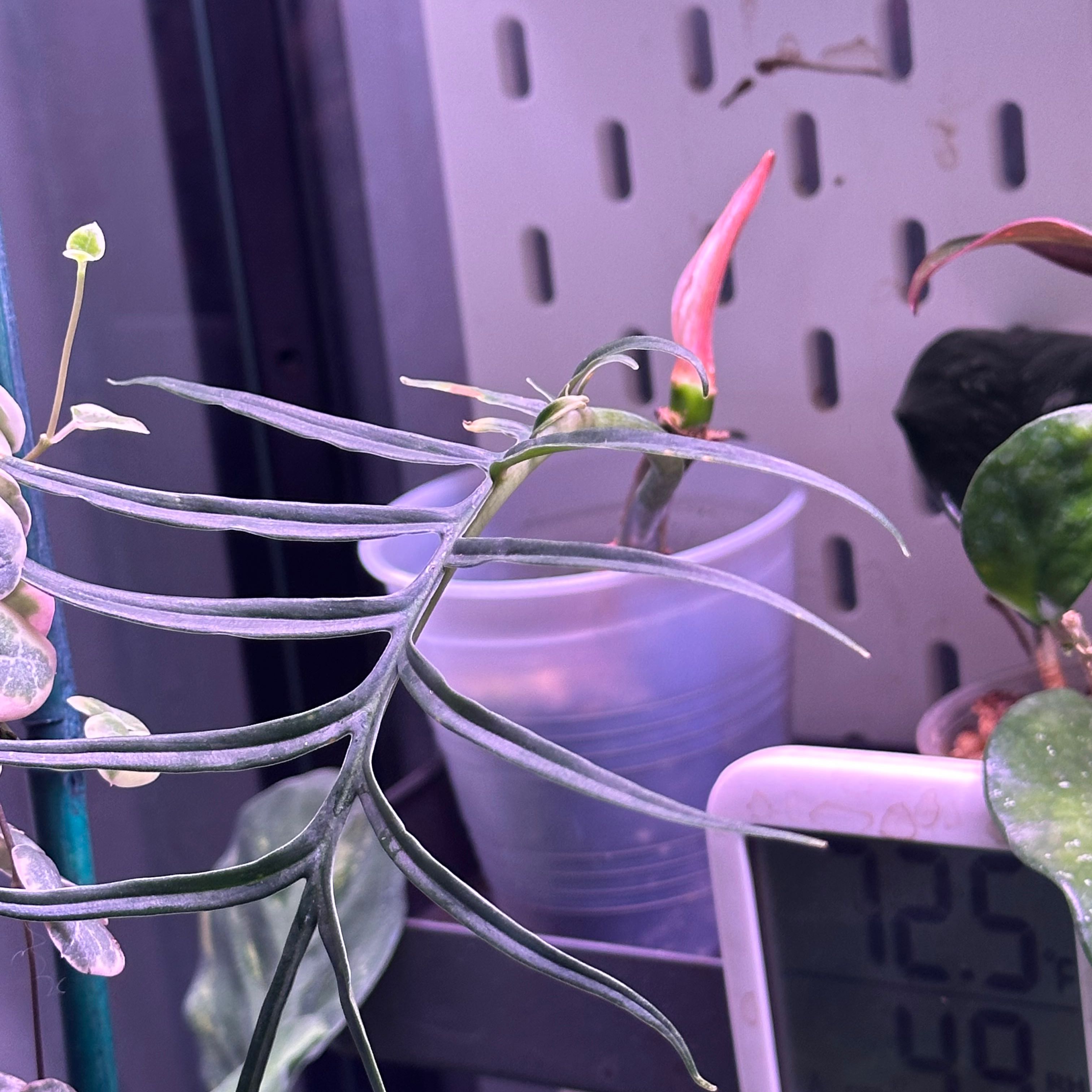 Philodendron tortum plant with elongated leaves, indoors with other plants and a digital thermometer.