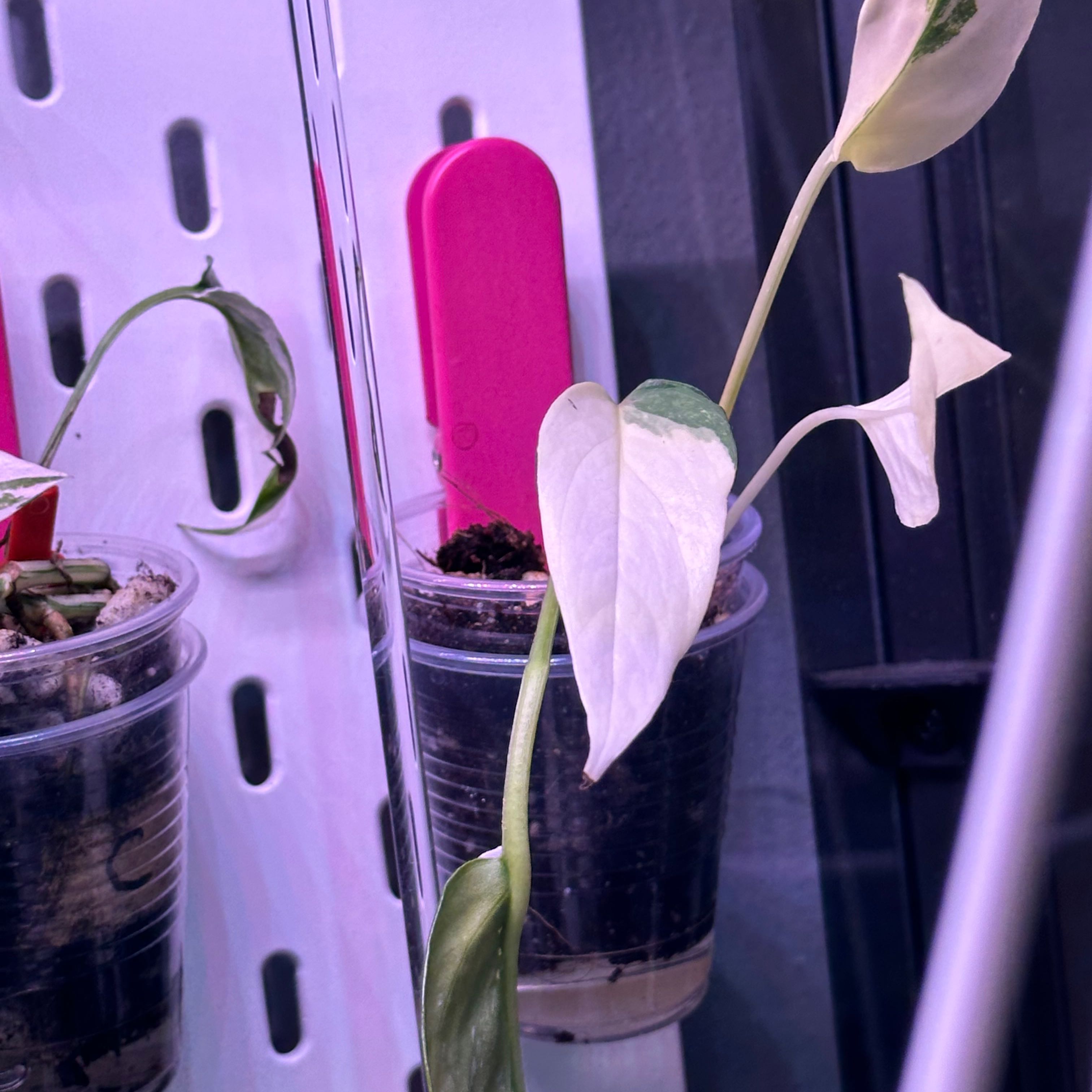 Albo Epipremnum Pinnatum plant in a clear plastic cup with visible soil and variegated leaves.