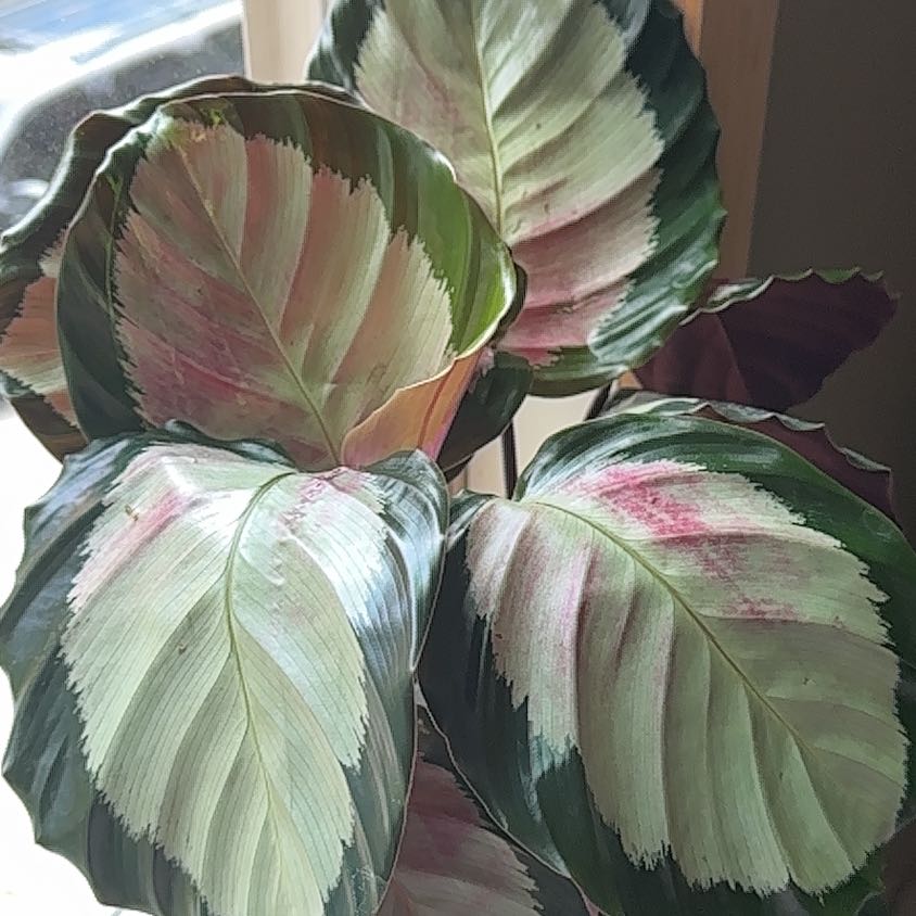 Calathea Rosy plant with pink and green leaves, well-framed and in focus.