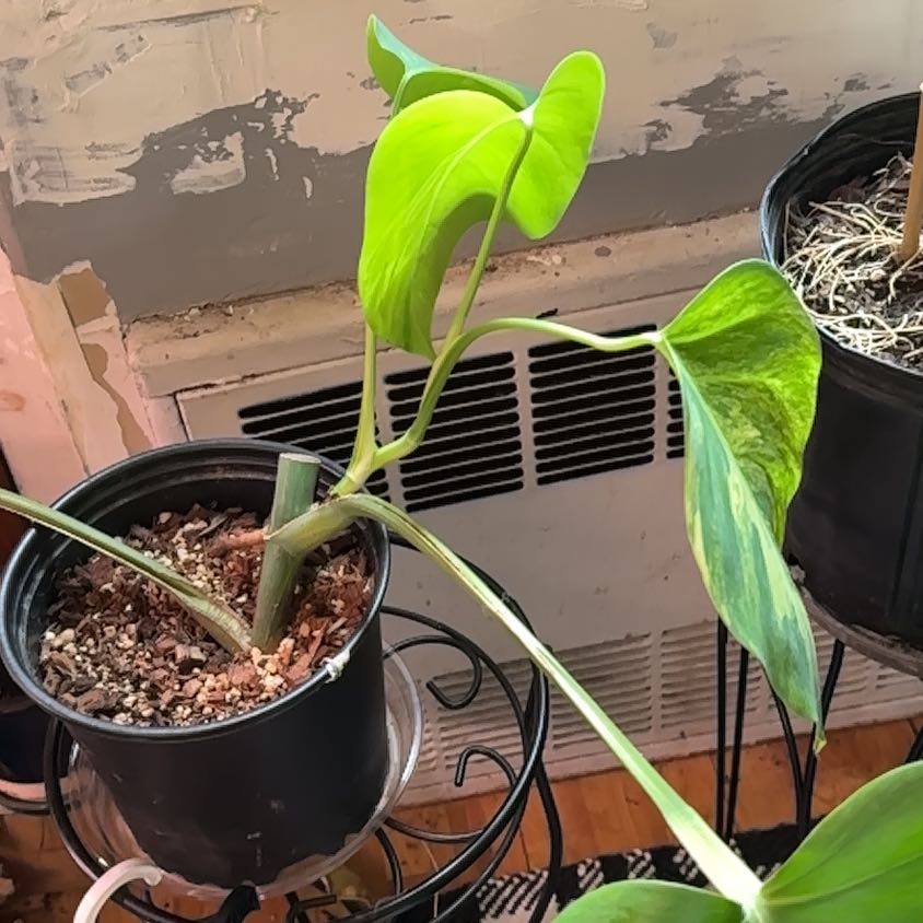 Variegated Monstera plant in a black pot with visible soil, placed indoors on a stand.