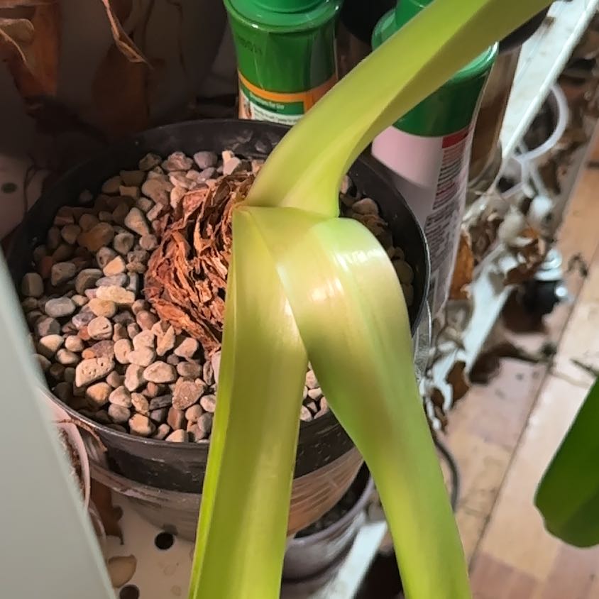 Barbosa Lily plant with green leaves and pebbles on soil surface in a pot.
