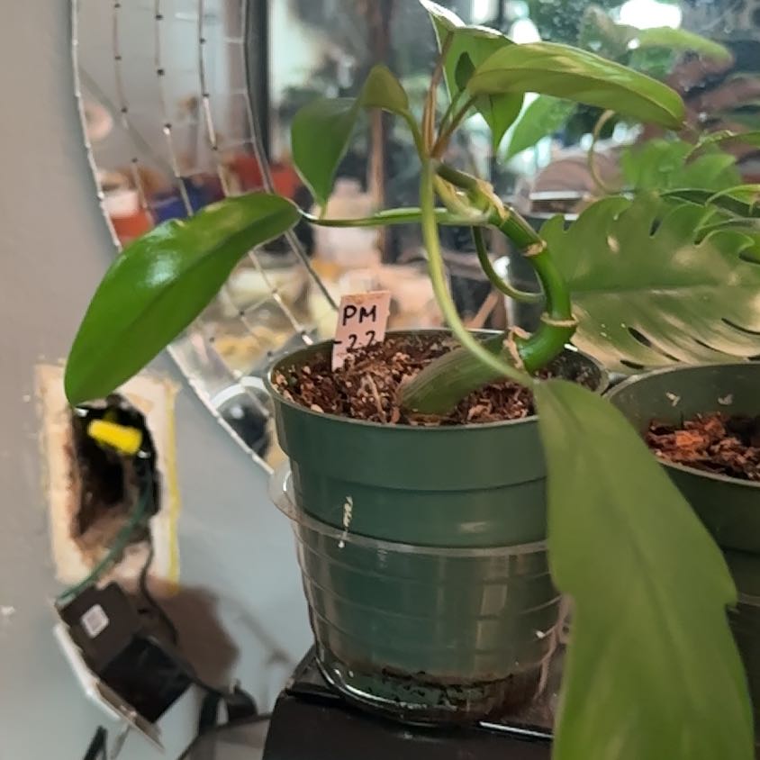 Photo of the plant species tahiti philodendron by @Nenaakat2003 named Hamilton on Greg, the plant care app