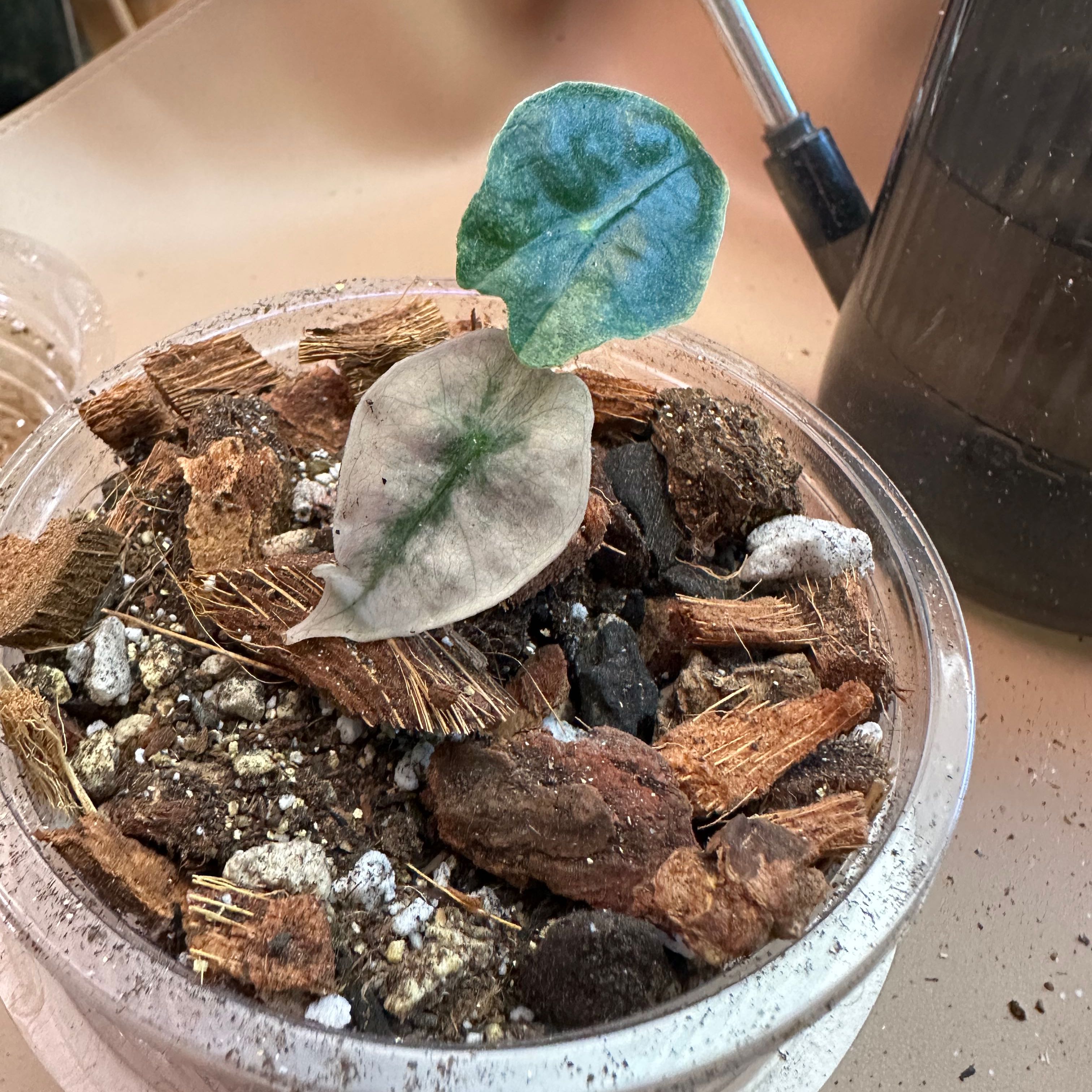 Variegated Alocasia plant with two leaves, one discolored, in a pot with visible soil and mulch.