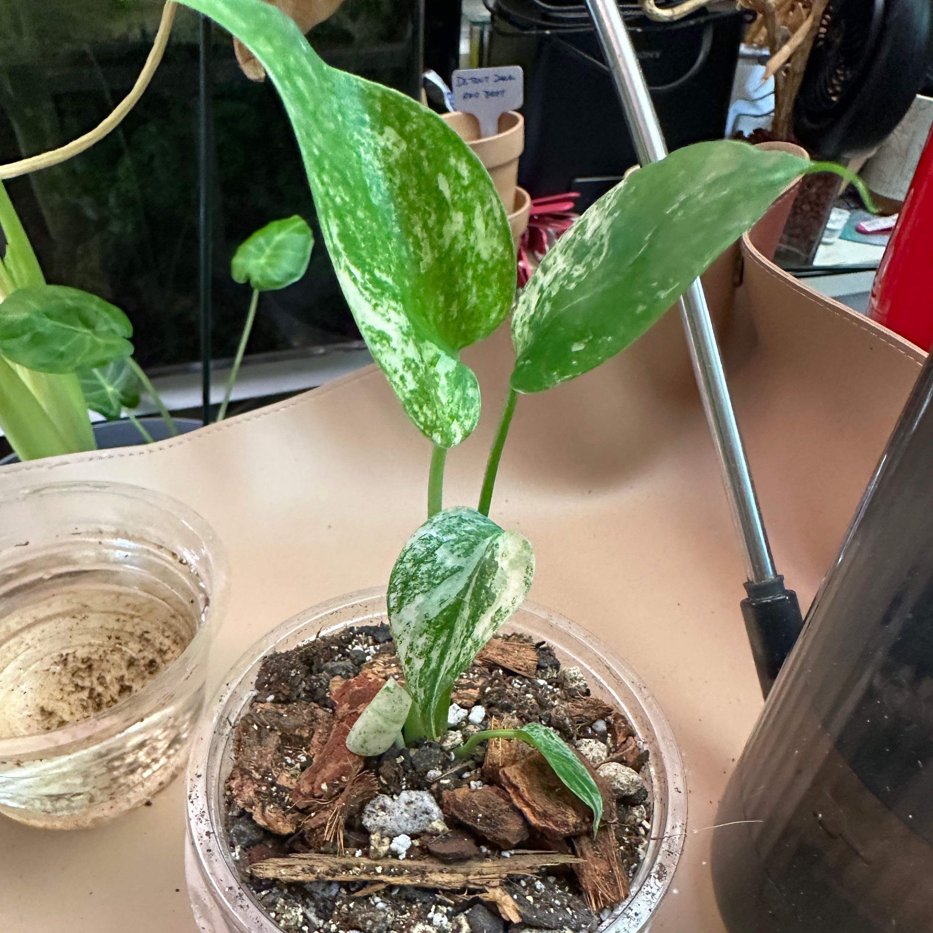 Variegated Monstera plant with white and green leaves in a clear pot with visible soil.