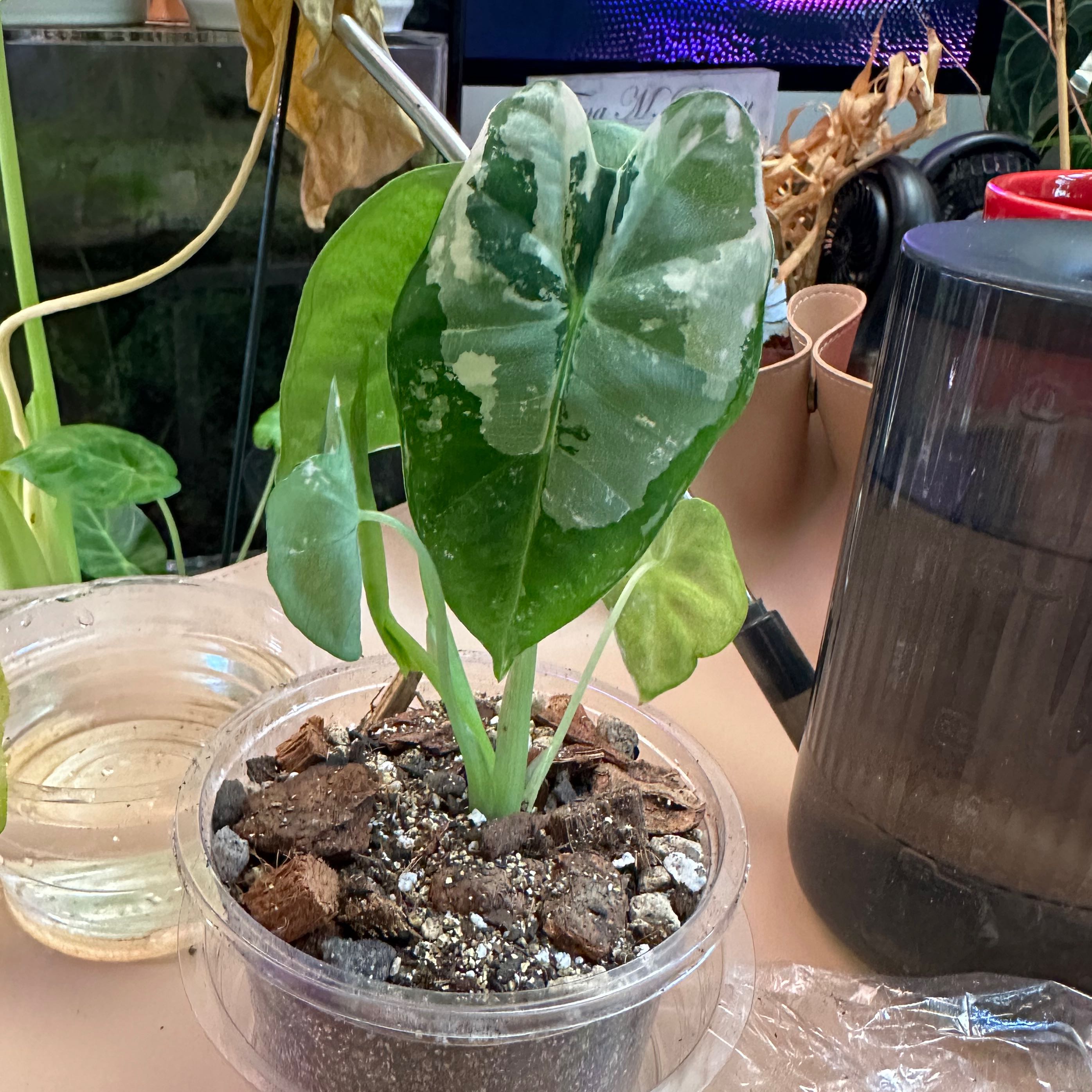 Variegated Alocasia frydek plant in a clear plastic pot with visible soil and variegated leaves.