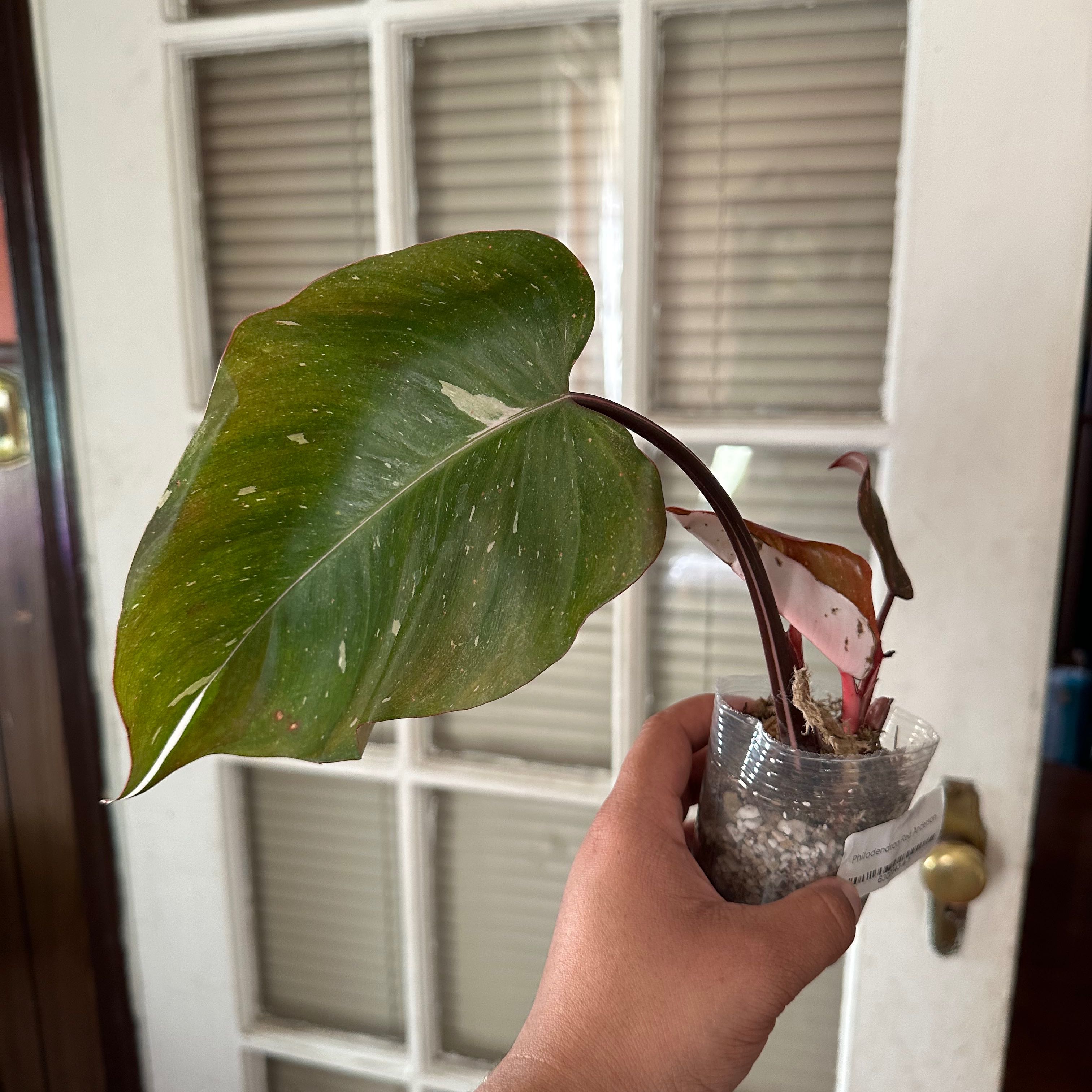 Philodendron Red Anderson plant held in hand, with visible soil and some leaf discoloration.