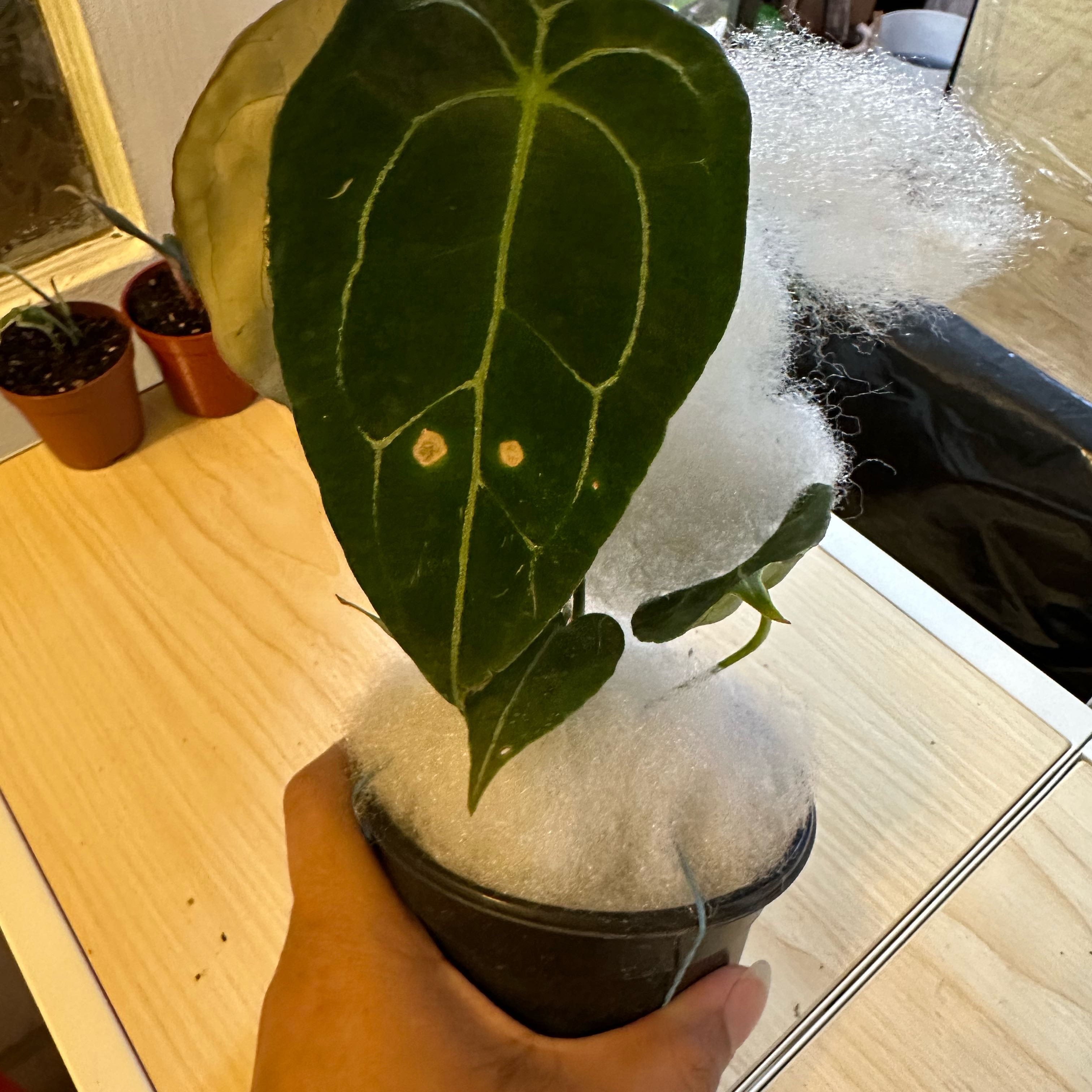 Anthurium forgetii plant with two white spots on a leaf, held by a hand, with other potted plants in the background.