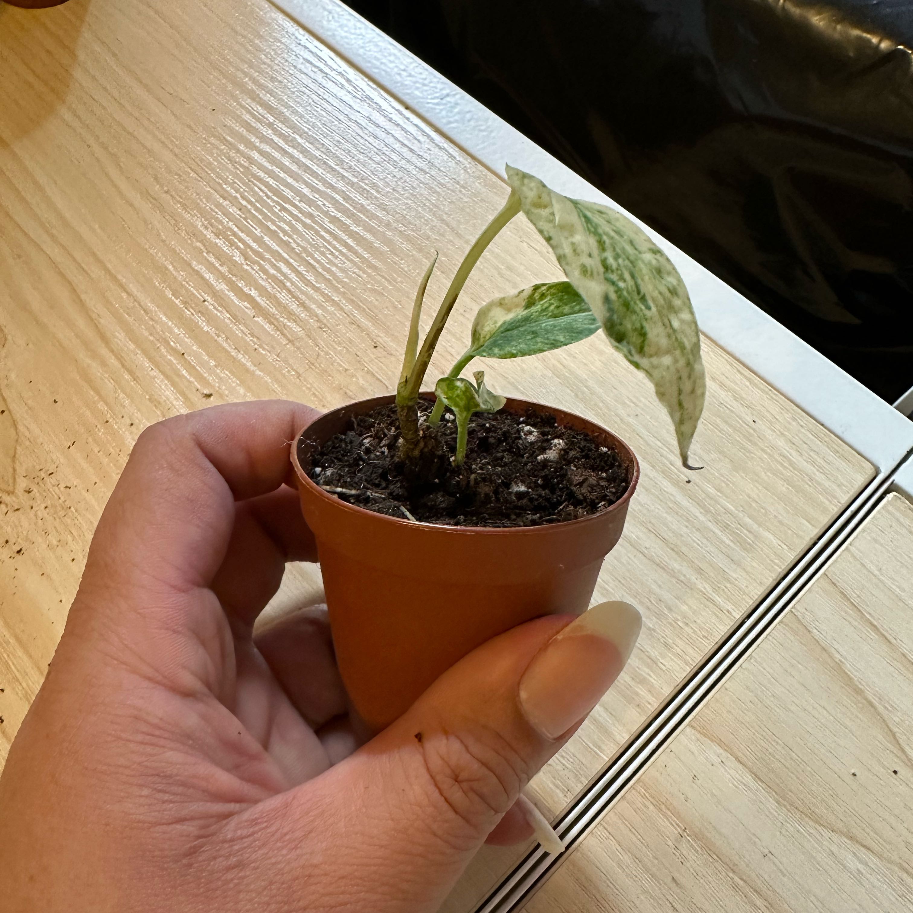 Photo of the plant species Variegated Spiderman Amydrium by @Nenaakat2003 named Messi on Greg, the plant care app
