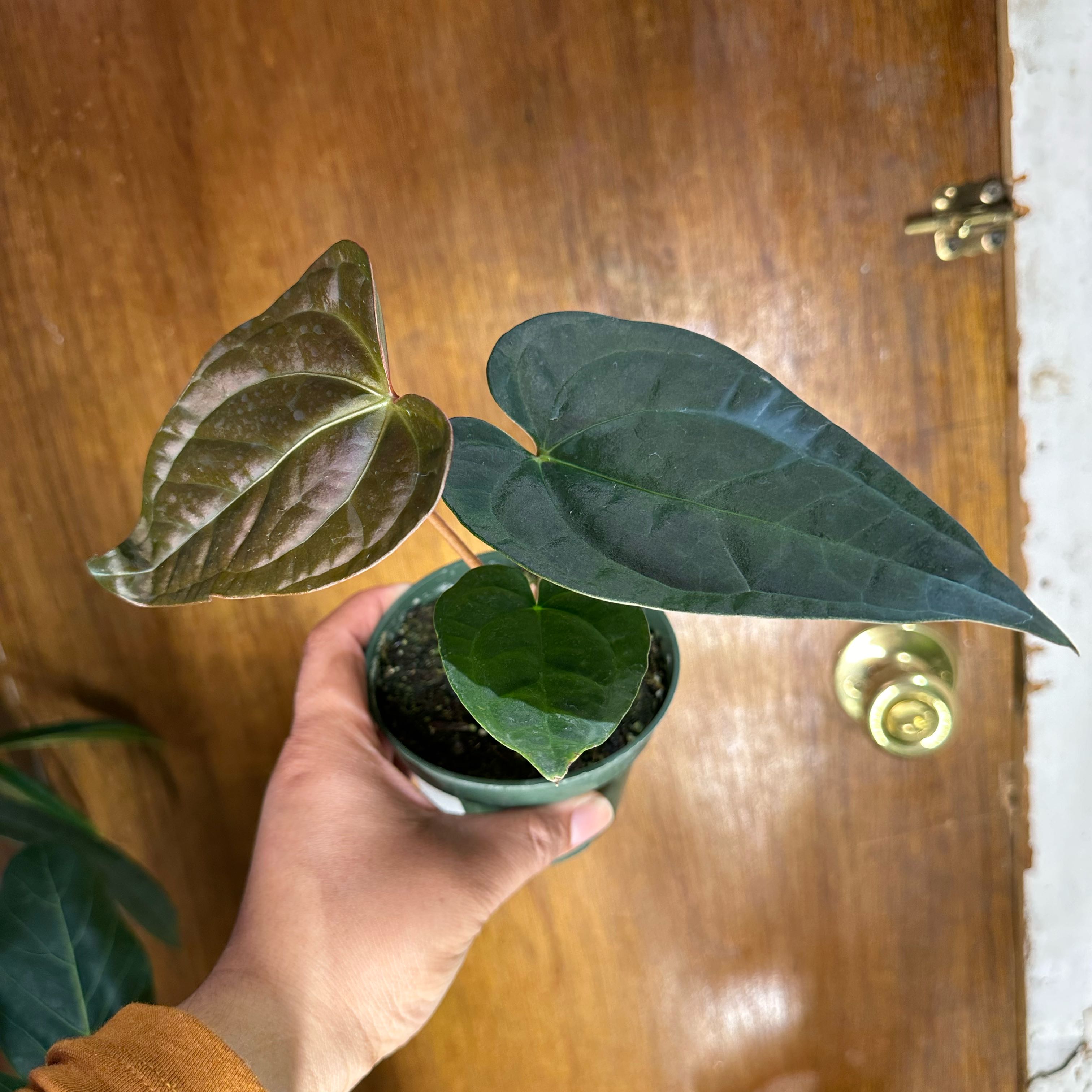 A healthy Anthurium regale plant being held in front of a wooden door.