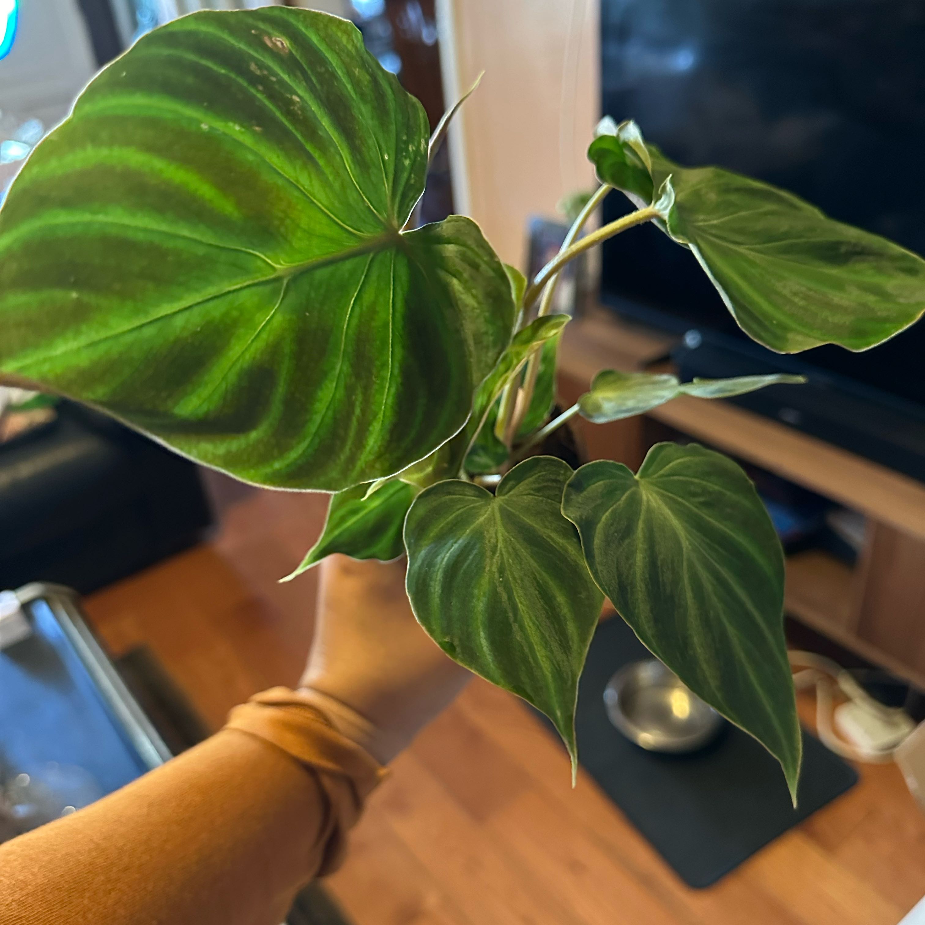 A healthy Ecuador Philodendron plant with broad, green leaves held by a hand.