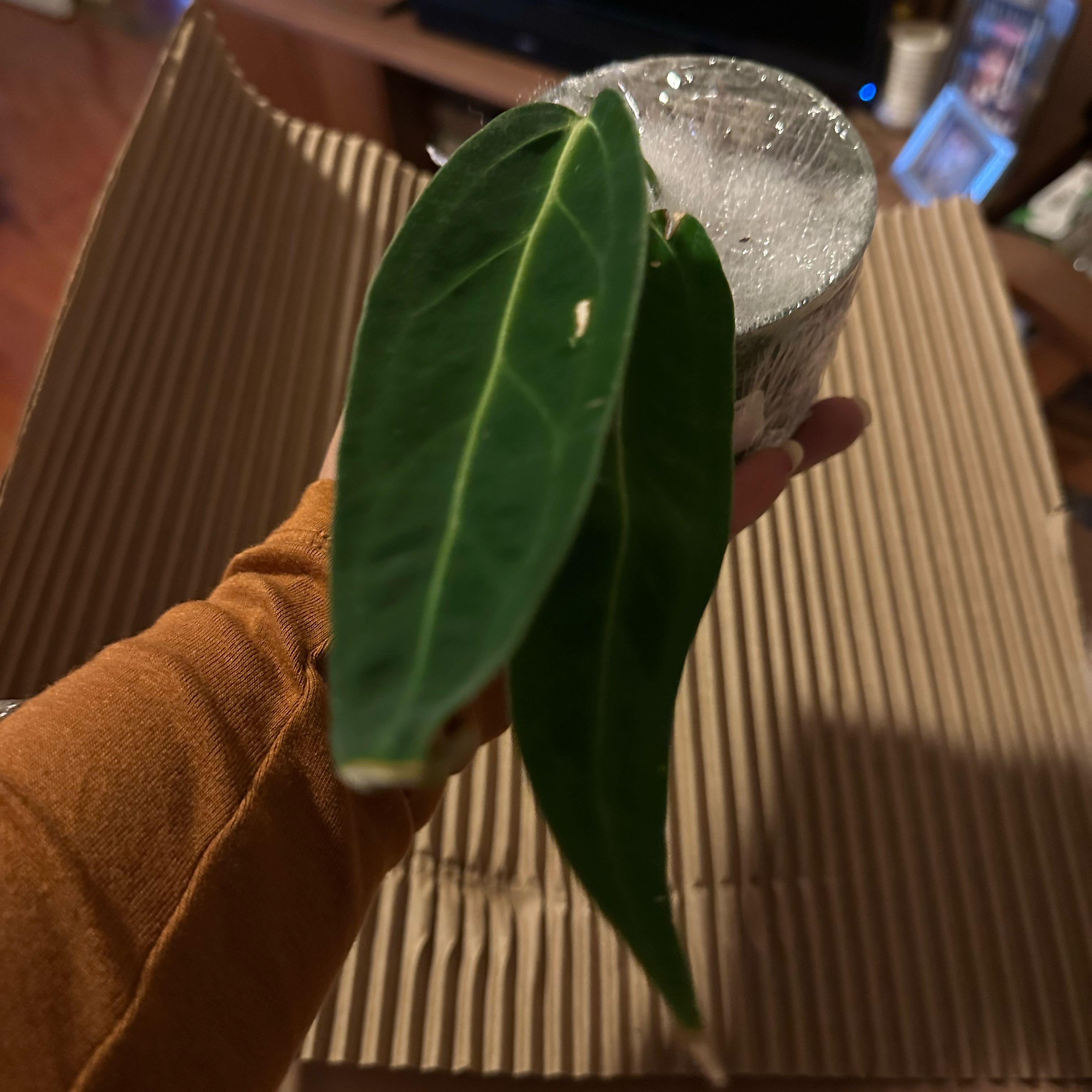 Anthurium warocqueanum plant with dark green leaves held by a hand.
