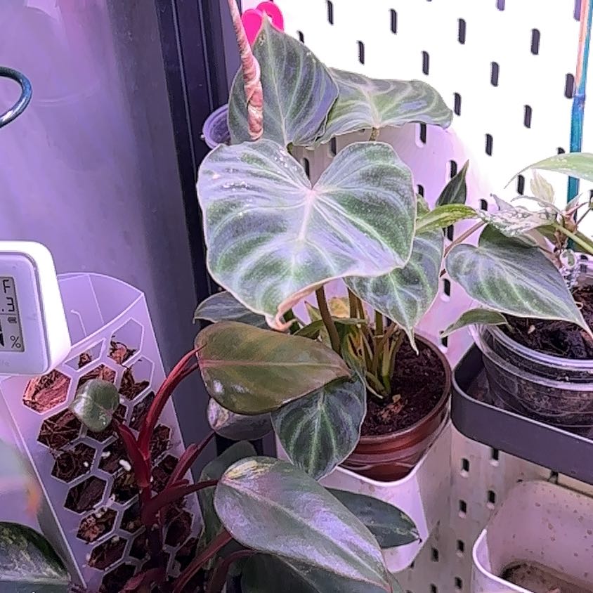 Philodendron plant with large, heart-shaped leaves in an indoor setting.