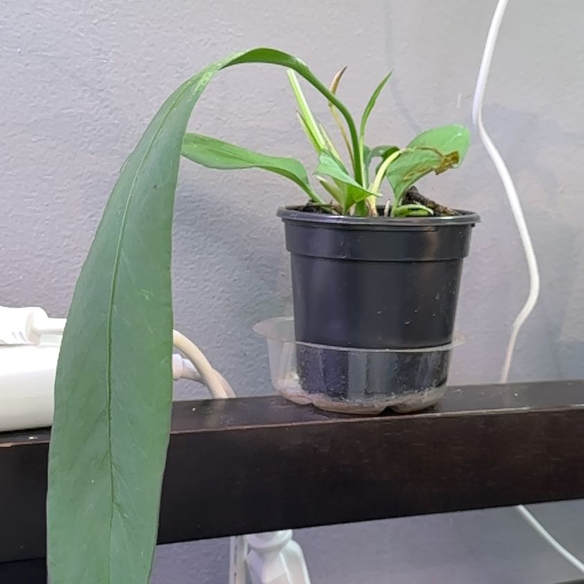 Anthurium vittariifolium plant in a black pot with long, narrow leaves, one drooping.