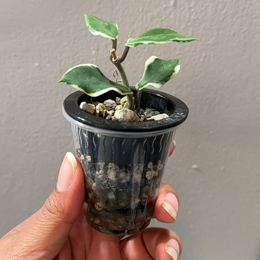 Photo of the plant species Holliana Hoya by @Nenaakat2003 named Austen on Greg, the plant care app