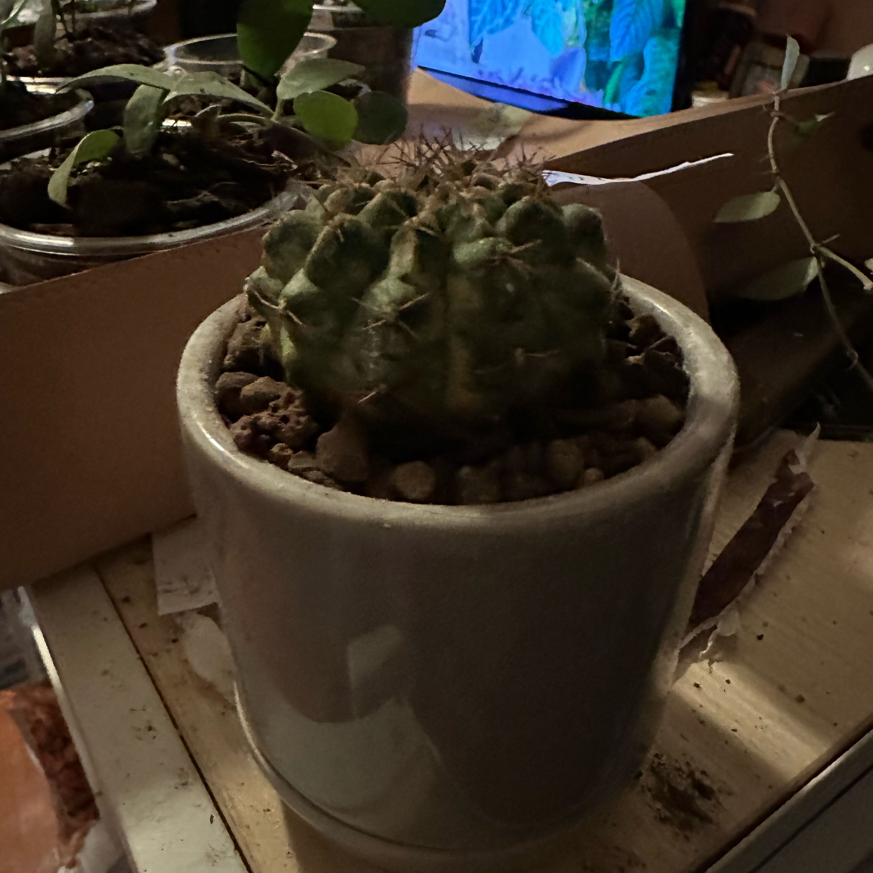 Photo of the plant species Variegated Blue Myrtle cactus by @Nenaakat2003 named Khaleesi on Greg, the plant care app