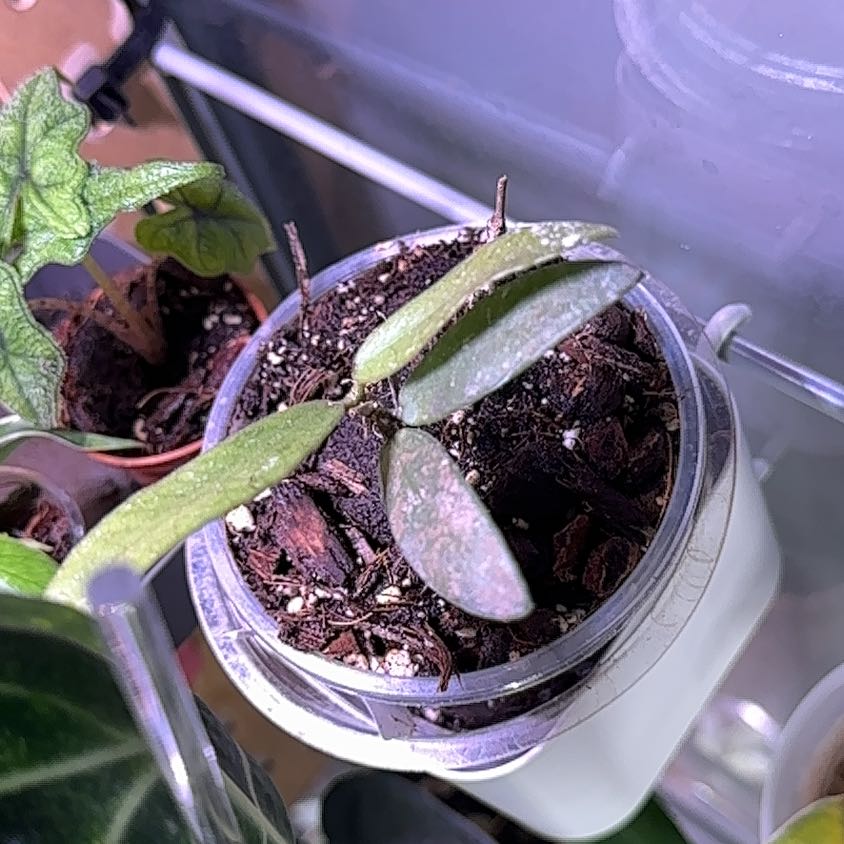 Potted Hoya caudata Sumatra plant with some leaf discoloration and visible soil.